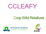 CCleafy_logo.png