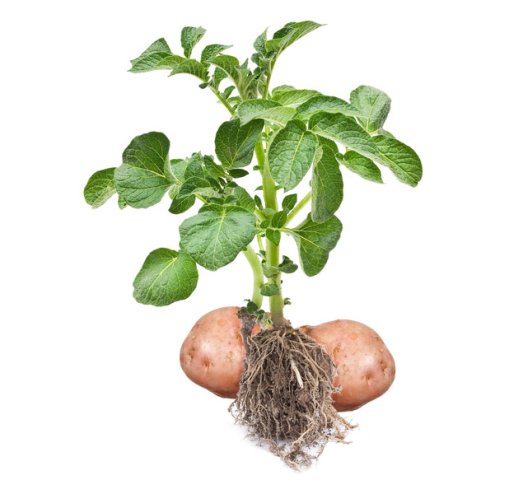 Go to the Potato genetic resources Portal