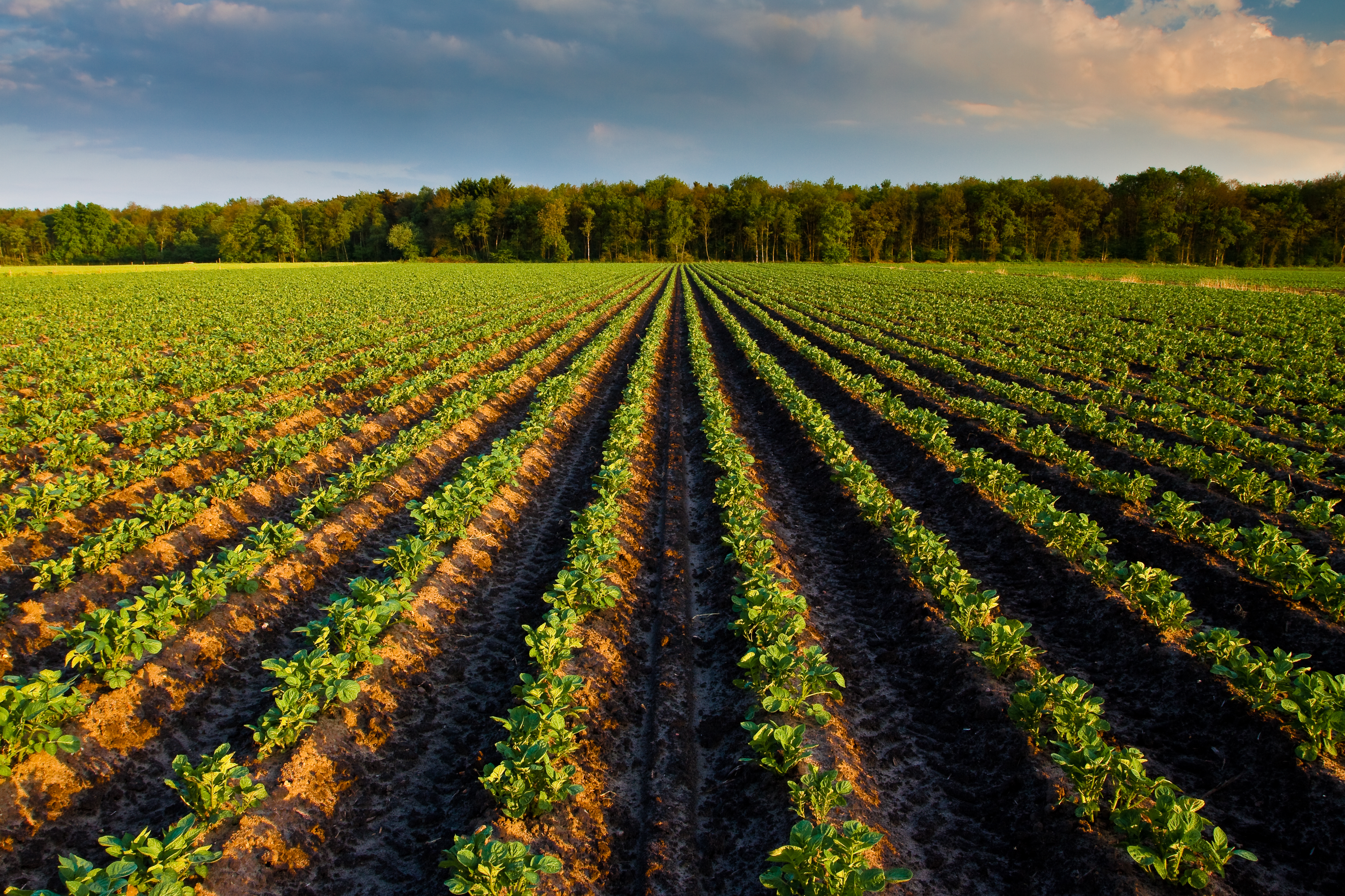 Potato field