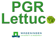 PGR lettuce